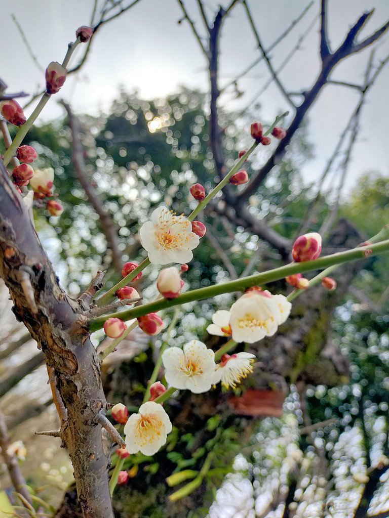 no humans flower blurry branch still life tree depth of field  illustration images