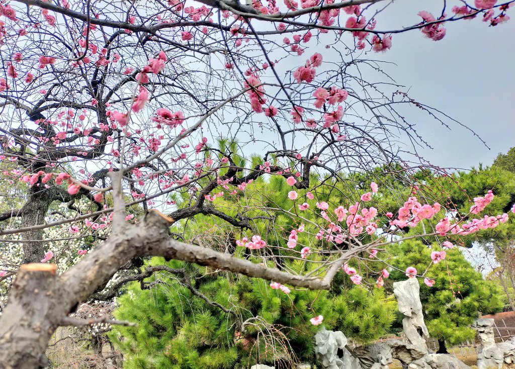 no humans flower blurry branch still life tree depth of field  illustration images