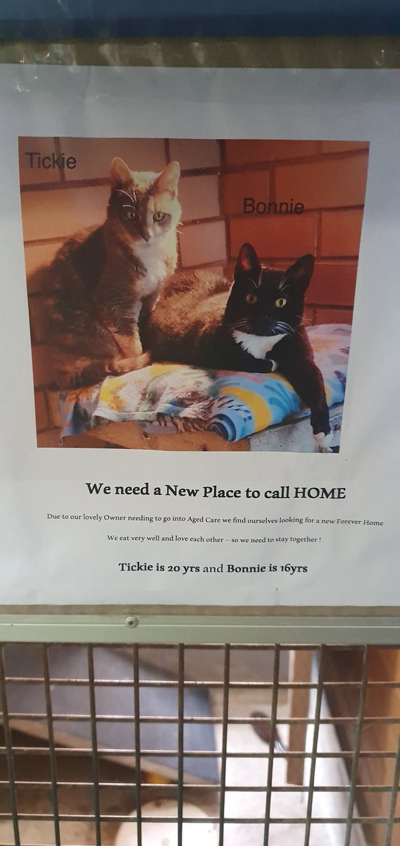 Ok #AussieCatsOfTwitter please do your thing!
There are two  #superSeniourCats who require a home.
Their guardian has gone to a nursing home and they require adopting. Please retweet to anyone in Adelaide Australia who might be able to adopt. @scruffkit @weskrantz Please share!