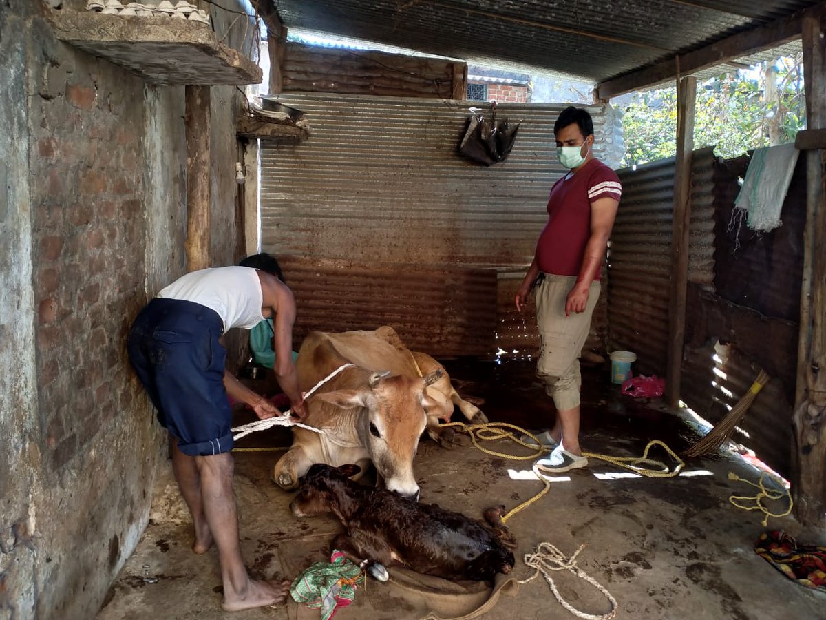 #Day12 Successful management of #Dystocia at farmer's doorstep on a #sunday by Dr. Sangram K. Sahu VAS (MVU) Phulbani. 
A live female #SSS calf was delivered. #AnimalHealthCare #Veterinarian #Fight4Right #OVS <a href="/CMO_Odisha/">CMO Odisha</a> <a href="/MoSarkar5T/">MoSarkar 5T</a> @farddept <a href="/rajaaswain/">Ranendra Pratap Swain</a> <a href="/dahvsodisha/">Directorate of AH&VS Odisha</a> <a href="/SecyChief/">ChiefSecyOdisha</a>