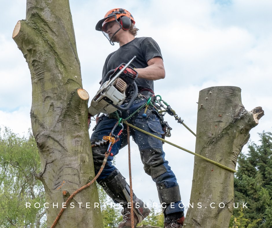 rochester_tree's tweet image. Most tree problems are hard to solve, that’s why you need to call Rochester Tree Surgeons for our expertise in tree surgery, tree cutting and stump grinding!
#treeservices #treecutting #treeproblems