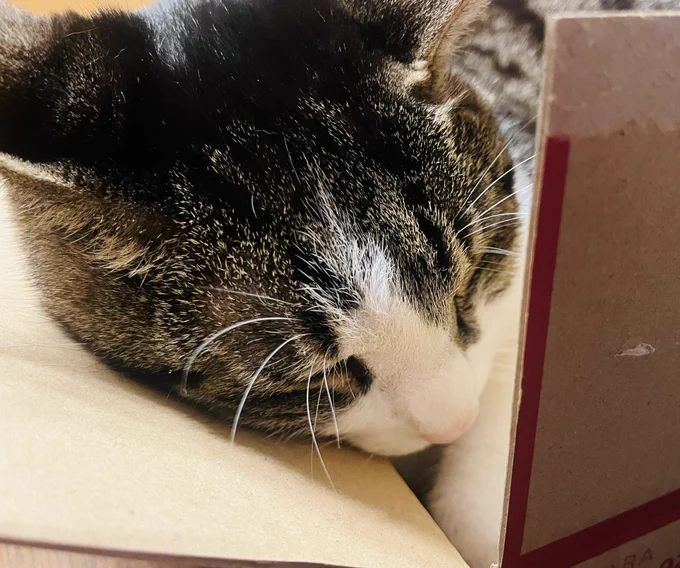 猫型のツチノコ 