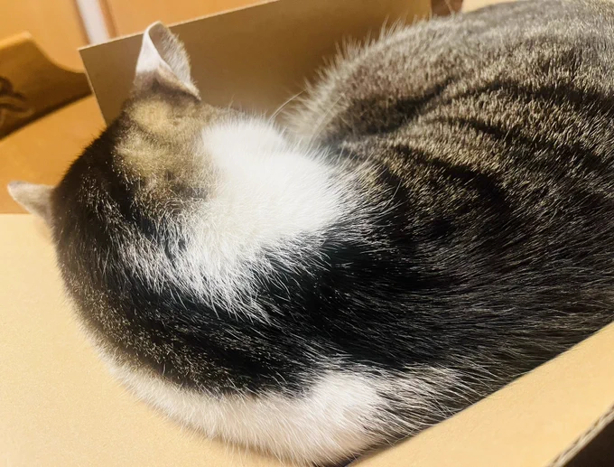 猫型のツチノコ 