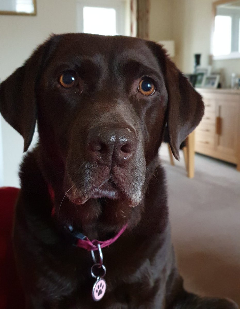 I have great news...subject to a good morning in hospital, Merryn is going to be allowed home later today. Thanks for all your best wishes and crossed paws.