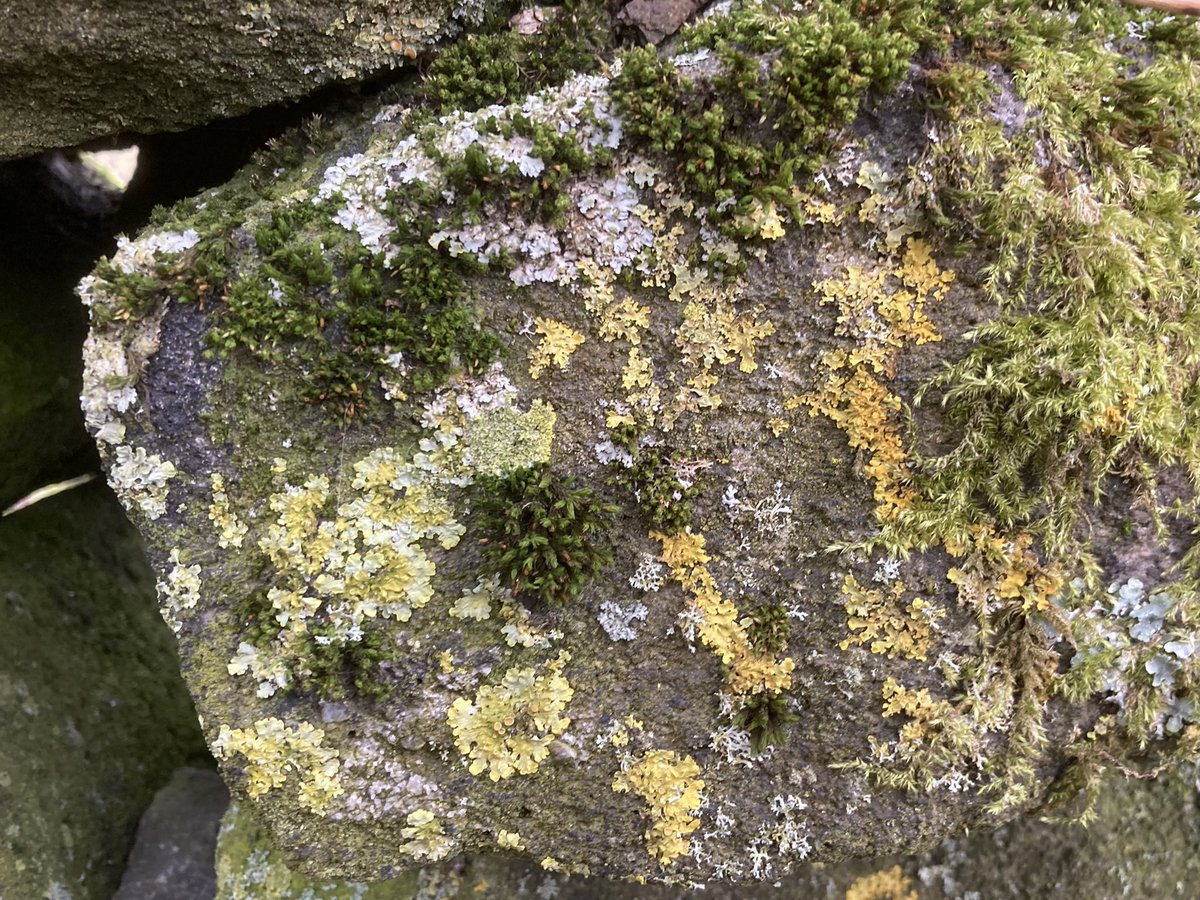 Fear of the blank page.

I’ve a few child free hours to start writing my talk for next week, so what am I doing? Wandering the moors and looking at lichen… 🤦‍♀️