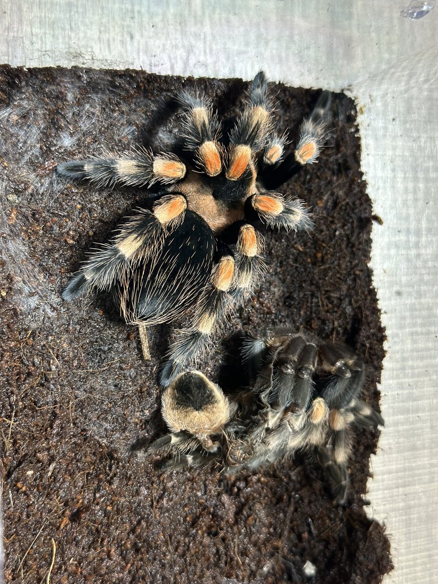 Rea_tarantula's tweet photo. うぁぁぁぁ
可愛いいいいい https://t.co/6dbs8Xla24
