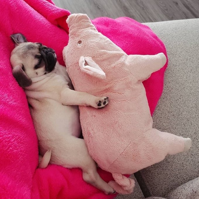 HeavenPug's tweet photo. Sleeping with my best buddy ❤️😊

#pug #puglife #PugLover https://t.co/G0LdsdZwxp