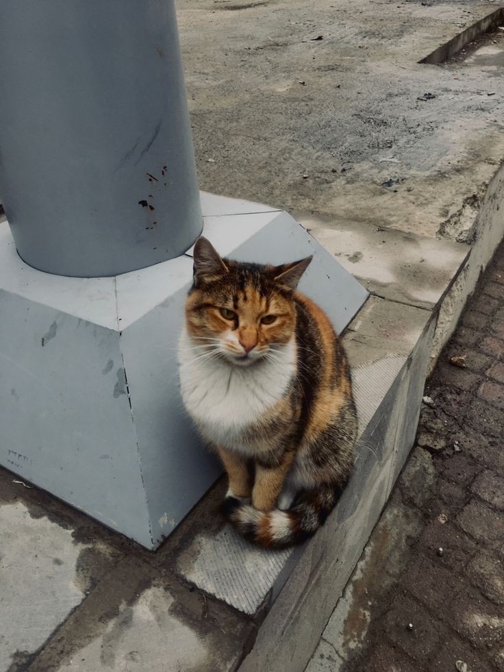 sophielovesy's tweet photo. Смотрите какого котика я нашла! https://t.co/9RjuWPCEZY