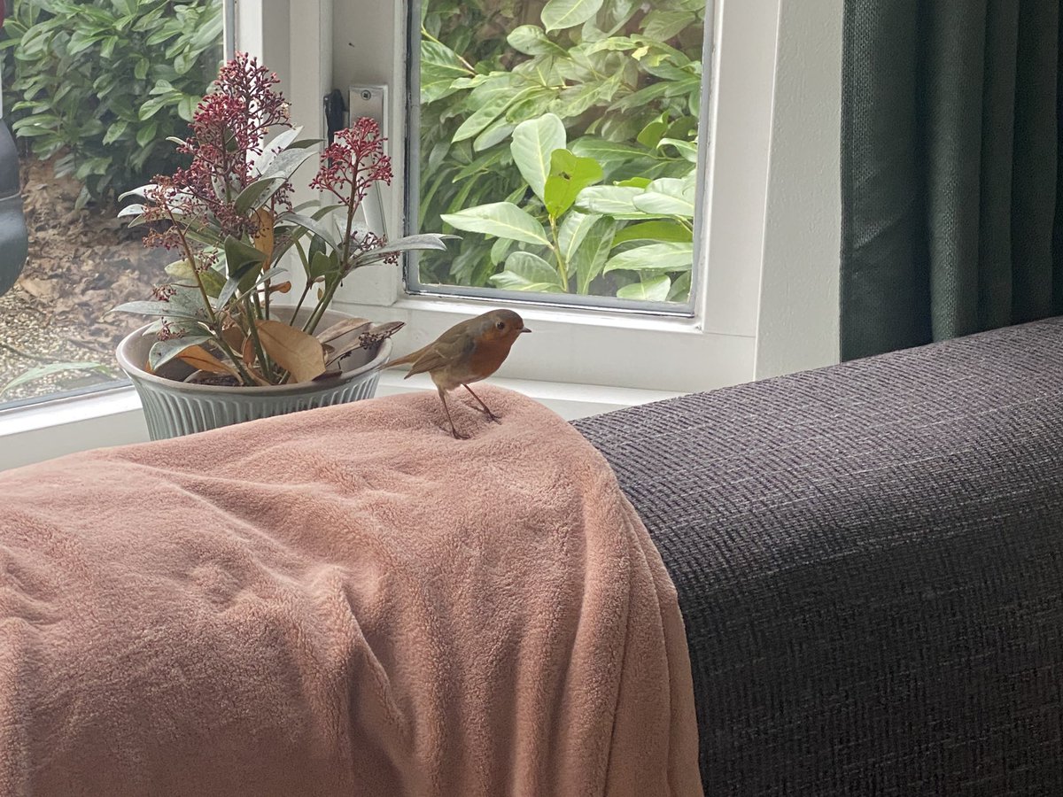 walhog's tweet image. De koffievisite is gearriveerd #roodborst @vogelnieuws kan hij nog mee in de tuinvogeltelling?