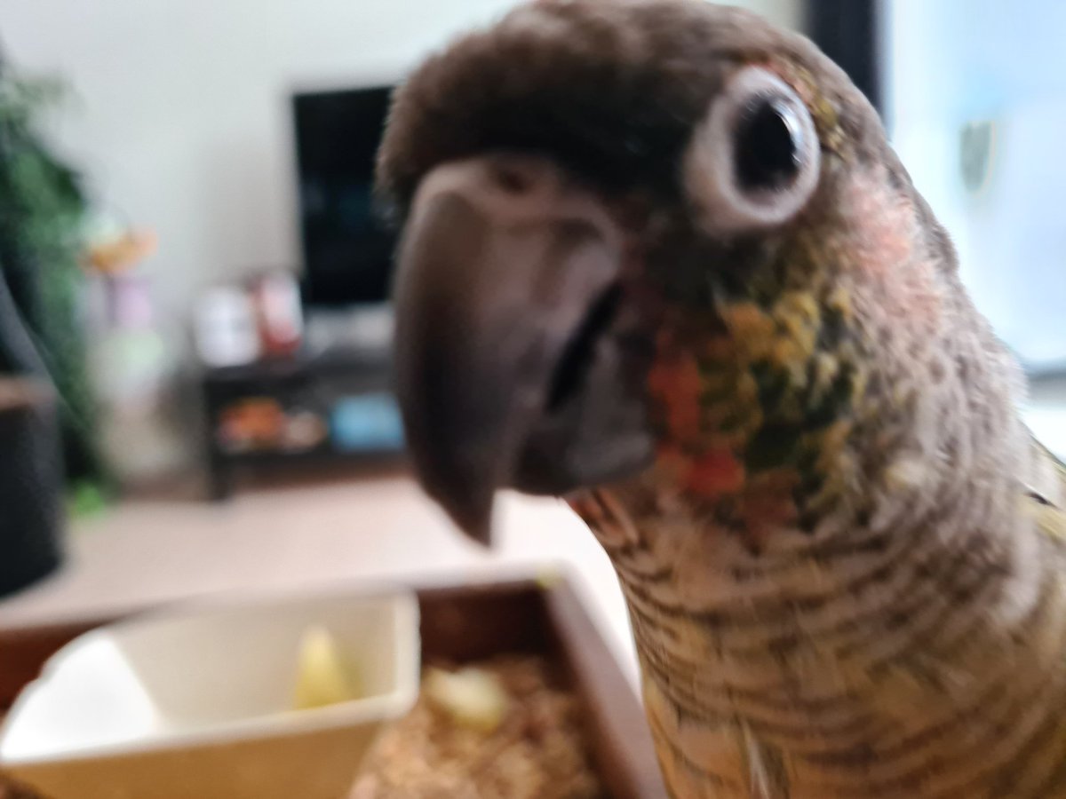 soioneet's tweet photo. curious apple muncher https://t.co/jjhuenWSjo