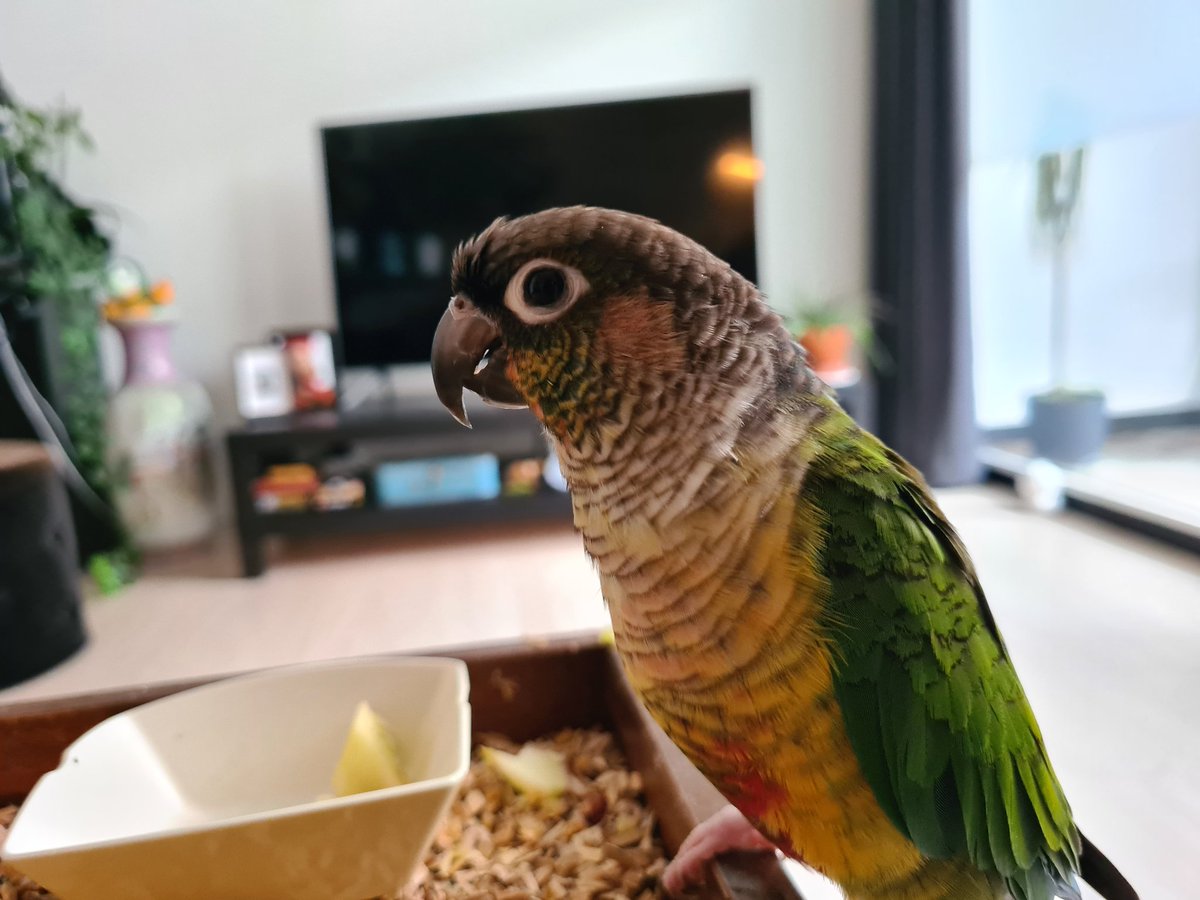 soioneet's tweet photo. curious apple muncher https://t.co/jjhuenWSjo
