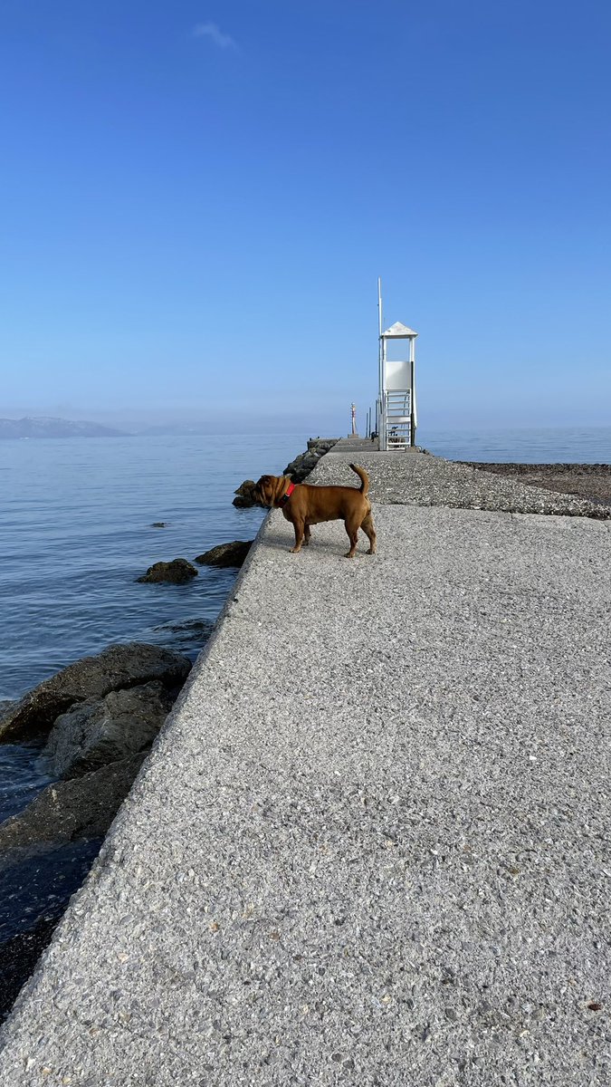 Shardogge's tweet photo. Good morning #goodmorning https://t.co/7zi0oSeW25