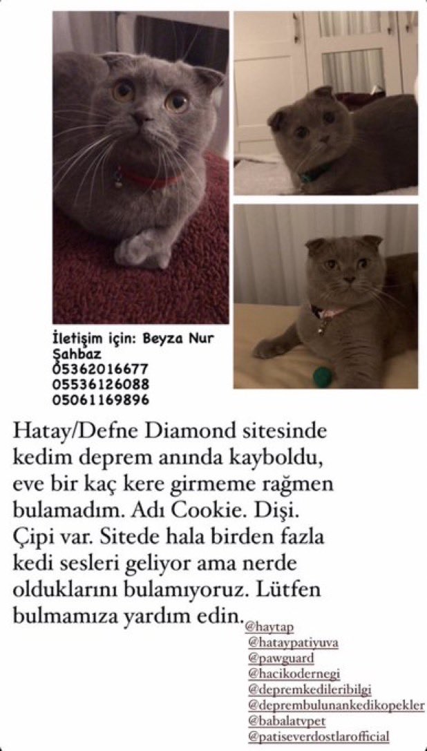 Adı Cookie. İsmine duyarlı. Çipi var. Dişi. Hatay/Antakya/Defne Diamond Sitesinde deprem anında kayboldu. Görenler aşağıdaki numaralardan iletişime geçerlerse çok seviniriz.

<a href="/aysetellielll/">ayşe nur</a>