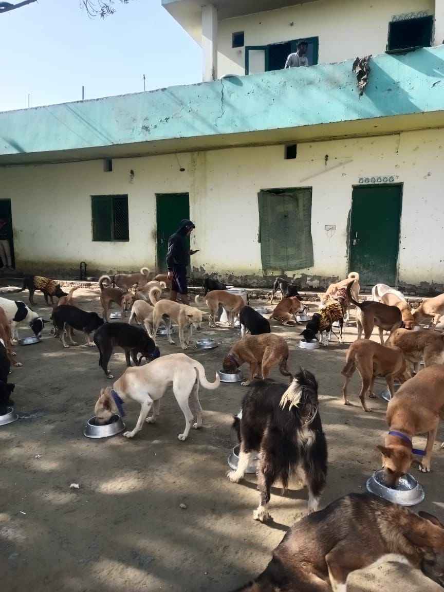 kawfoundation's tweet photo. You will always be remembered, Amari!

We would like to extend our deepest condolences and heartfelt gratitude to Anshika Saxena, for sponsoring all meals at our shelter today, in memory of her beloved furry companion, Amari. 

Full post:
https://t.co/TL7VOcDKPj
#sponsor #FYP https://t.co/Id0WY4vEv8