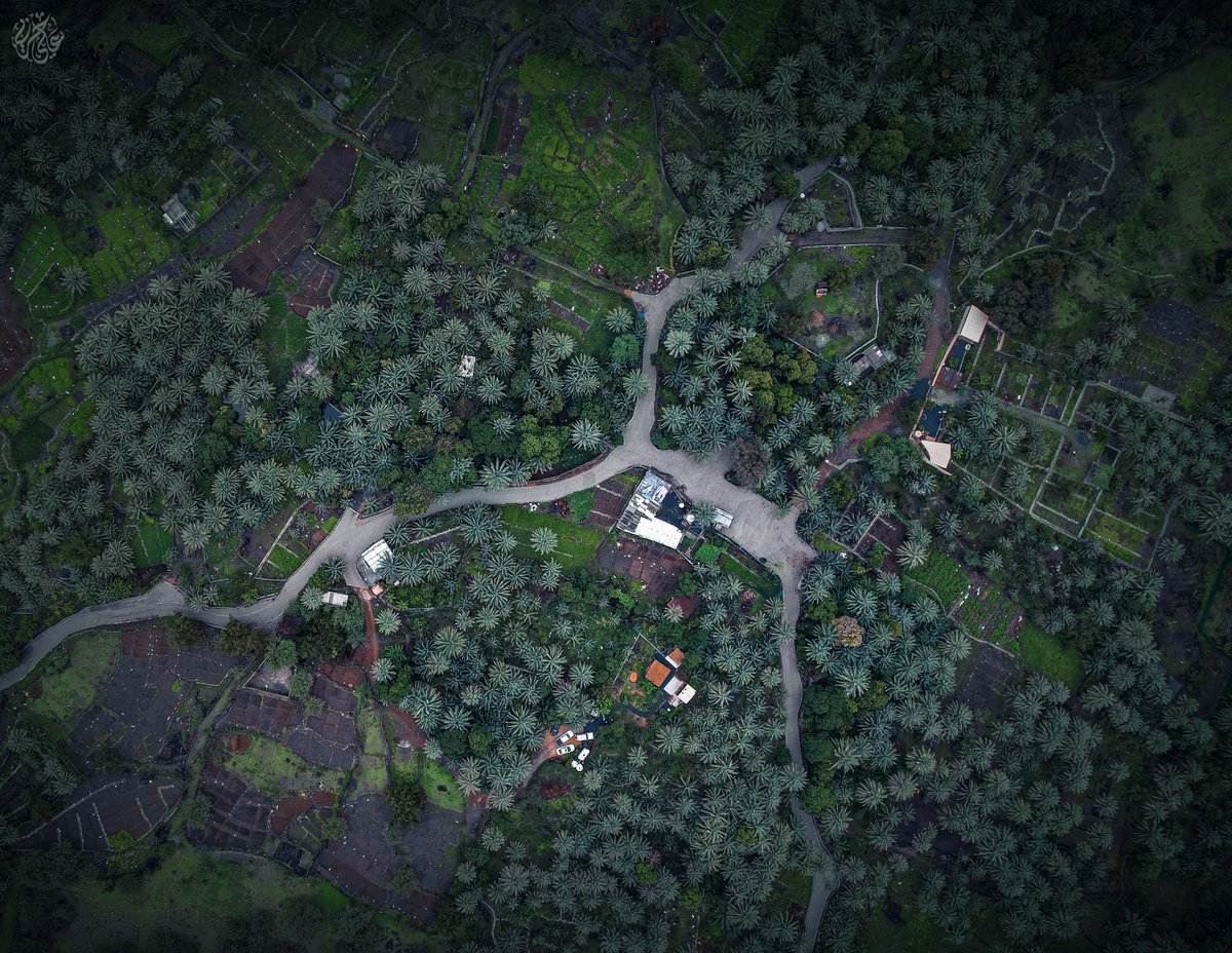 🌴🌧
#مدحا #مدحاء #مسندم #طبيعة #نخيل  
#Madha #Musandam #green #palm #djiair2s #discoverglobe #dji