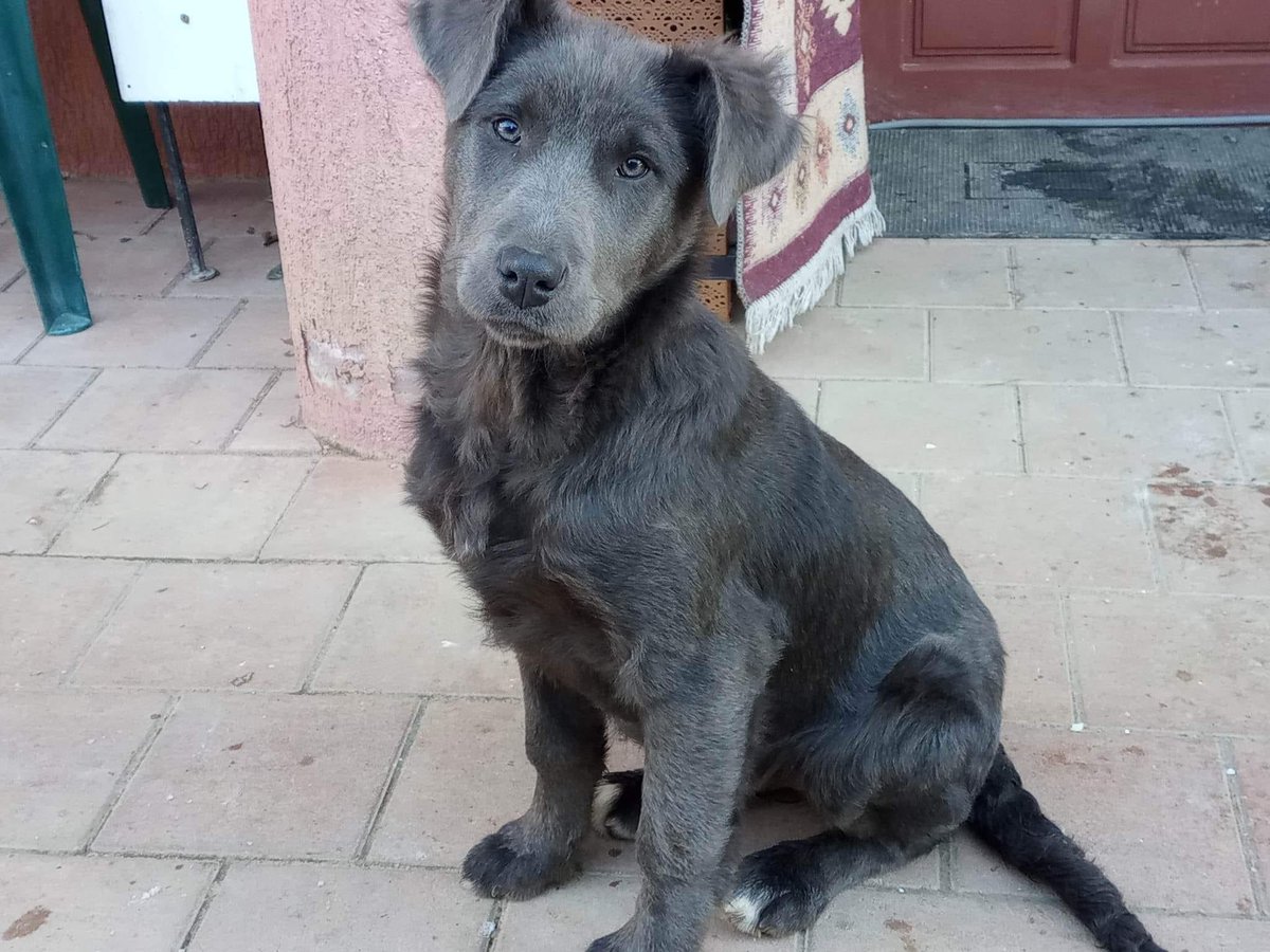 Herz_Streuner's tweet photo. ❣️Wunderschön &amp; zuckersüß! Rita unser Welpen Mädchen sucht ihr Körbchen❣️Mit ihrer Fellfarbe ist sie ein absoluter Hingucker. Sie ist unkompliziert, verspielt &amp; aufgeschlossen🥰
#AdoptDontShop #adopt #RescueDogs #RescueDog #adoptables #adoptable #puppy #puppies #dogoftheday https://t.co/Q6oOYtHNYH