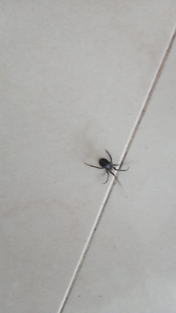 anacagmtz's tweet photo. @Arachno_Cosas holq !!! Esta araña es de IM? Gracias https://t.co/JMSjp96IxU