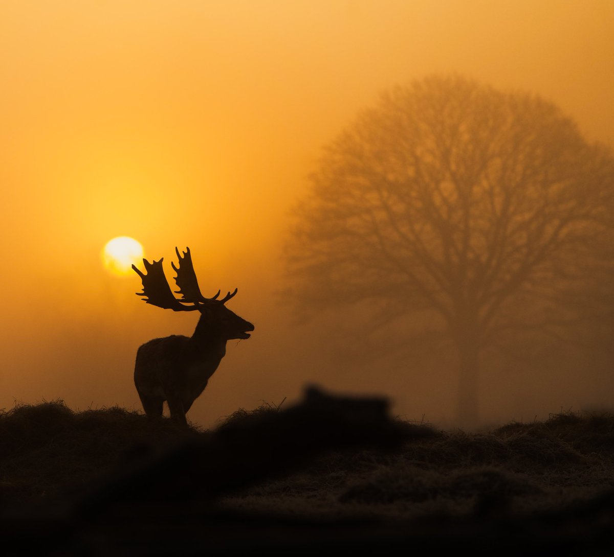 Staggering winter morning in Bushy Park London  @Discovery 
@VisitBritain @VisitEngland 
#earthcapture #richmondpark  #bbcearth #natgeoyourshot  #sunrise #sunset #bushypark #fallowdeer #landscapephotography #wildlife #wildlifephotography  #richmond #photosofbritain #stag #london