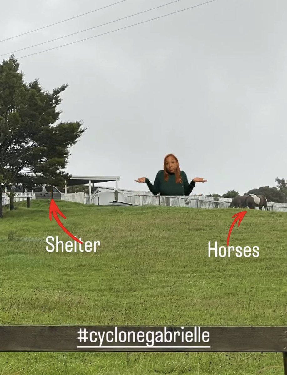 beckonbalance's tweet photo. #CycloneGabrielle  
Horses will do what suits them— given the choice. https://t.co/M6oODLjUxe