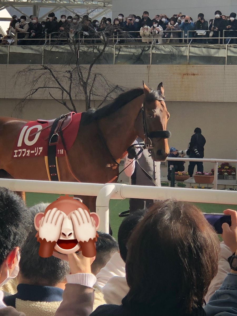 cafe_acr12424's tweet image. エフフォーリアくんパドックでの堂々とした周回、大好きな武史くんとのレースを前にやる気がひしひしと伝わってきました☺️
カメラ目線いっぱいくれてありがとうね🥰
#京都記念2023
