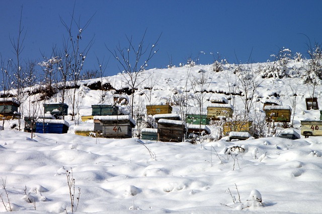 thebeekeeperman's tweet photo. Honey bees give out the alt most best for us human beings to benefit... #isbeekeepingprofitable https://t.co/MjSd8nMDE8
