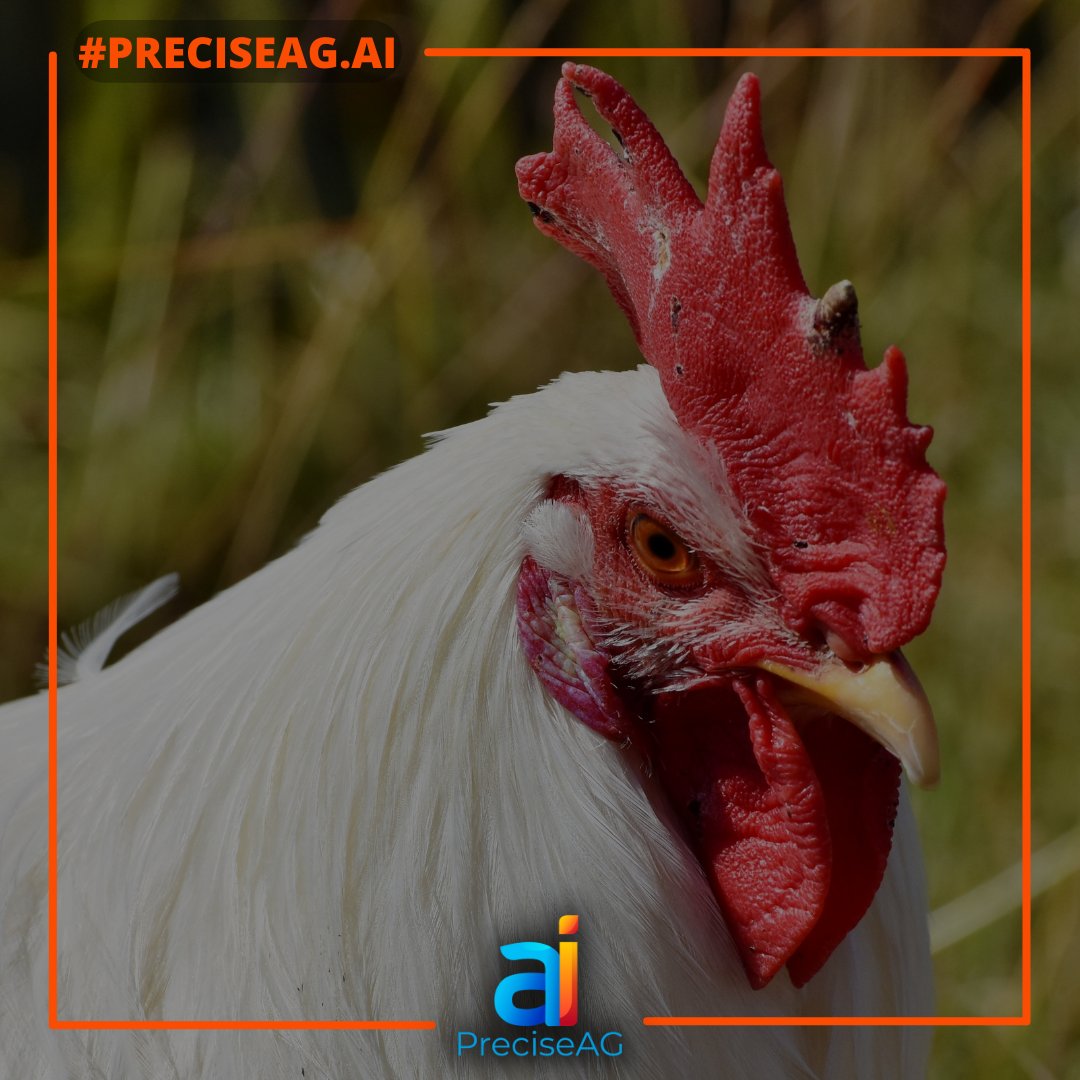 PreciseAGai's tweet photo. Heard Of The Great SMART POULTRY HEALTH BS Theory? Here Is A Great Example
https://t.co/jM4KhcAB8J brings A.I. to the farm:
https://t.co/oGza9aqEIr
#foodsecurity #smartpoultryhealth #PreciseAG.ai #bottombillion #biosecurity https://t.co/pOBaGtqwis