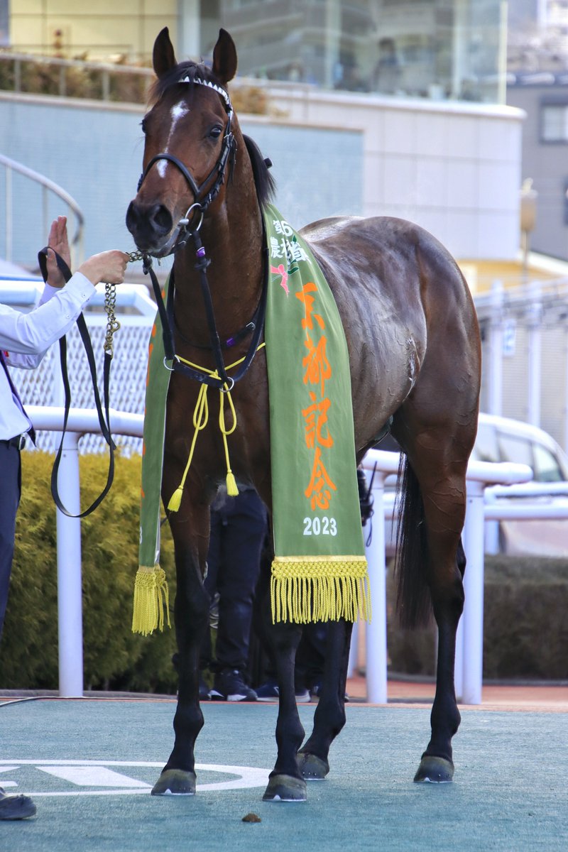 Ktetsu_117's tweet image. 2023.2.12　阪神11R 京都記念（GⅡ）
🥇ドウデュース × 武豊騎手

これがダービー馬の強さですか…
2着に3馬身半の差をつけての圧勝、お見事でした🎉
#武豊
#ドウデュース 
#京都記念2023