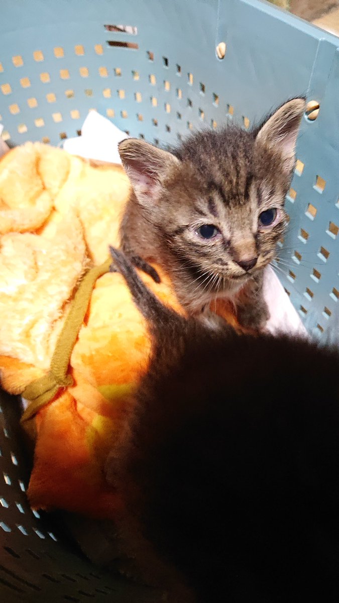 ９月に庭で保護したおちびさんたち。
写真は保護時。
今はだいぶ大きくなりました。
#猫がいる暮らし