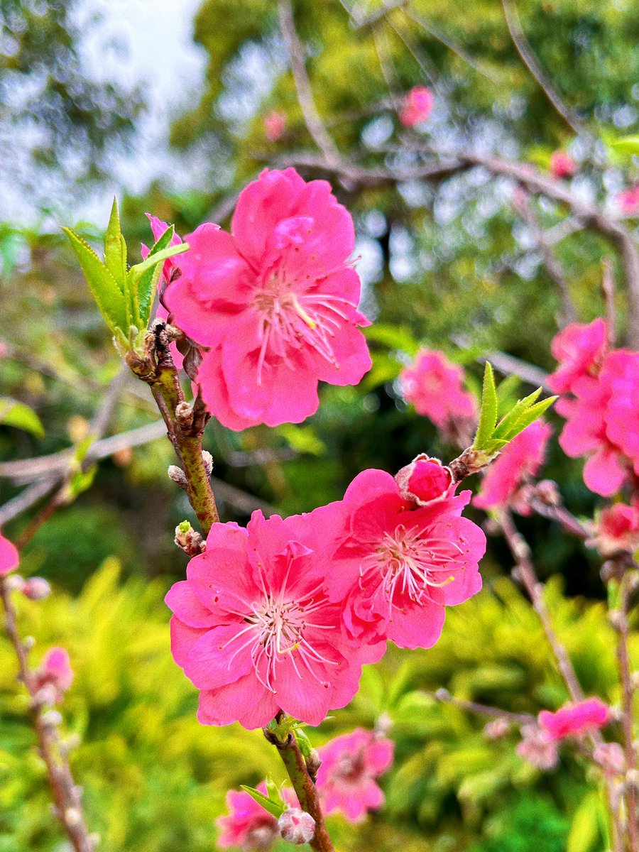 CindyDDing's tweet photo. 🌸☘️🌸春天第一批心急的小花🌸已经开了🌸🌸☘️🌸🍀🍀🌸🌸🌸 https://t.co/uSypMn51xY