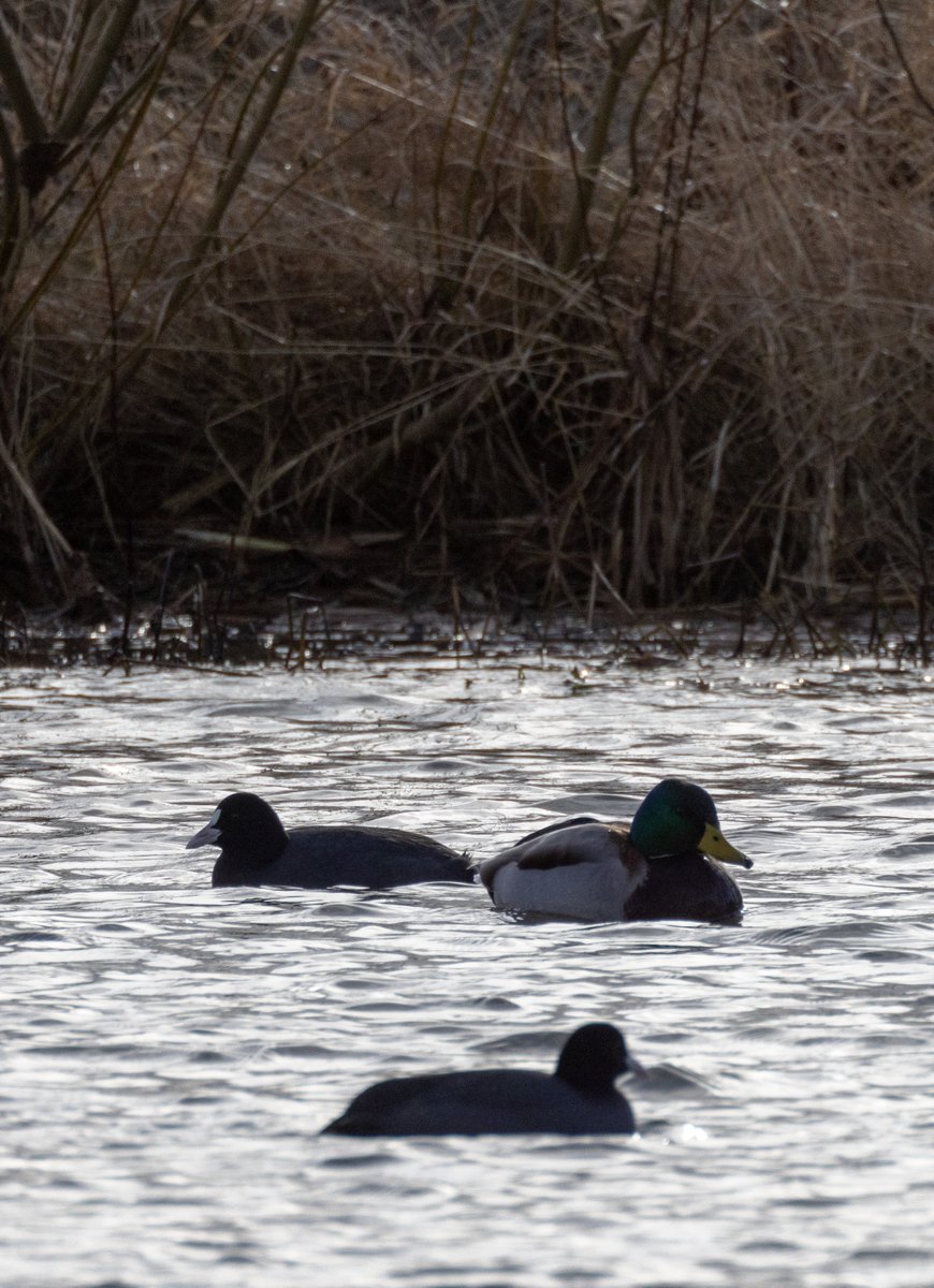 JanEkstrom66's tweet photo. Pictures from #Skegrie in #Sweden, taken with my #CanonEOSR5 + #CanonRF800f11 
@canon #Canon #CanonPhoto #Cat #bird https://t.co/K89ZouP01B