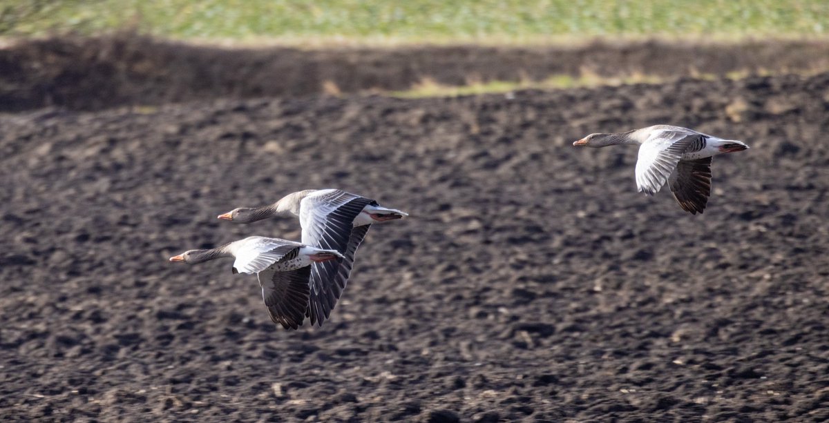 JanEkstrom66's tweet photo. Pictures from #Skegrie in #Sweden, taken with my #CanonEOSR5 + #CanonRF800f11 
@canon #Canon #CanonPhoto #Cat #bird https://t.co/K89ZouP01B