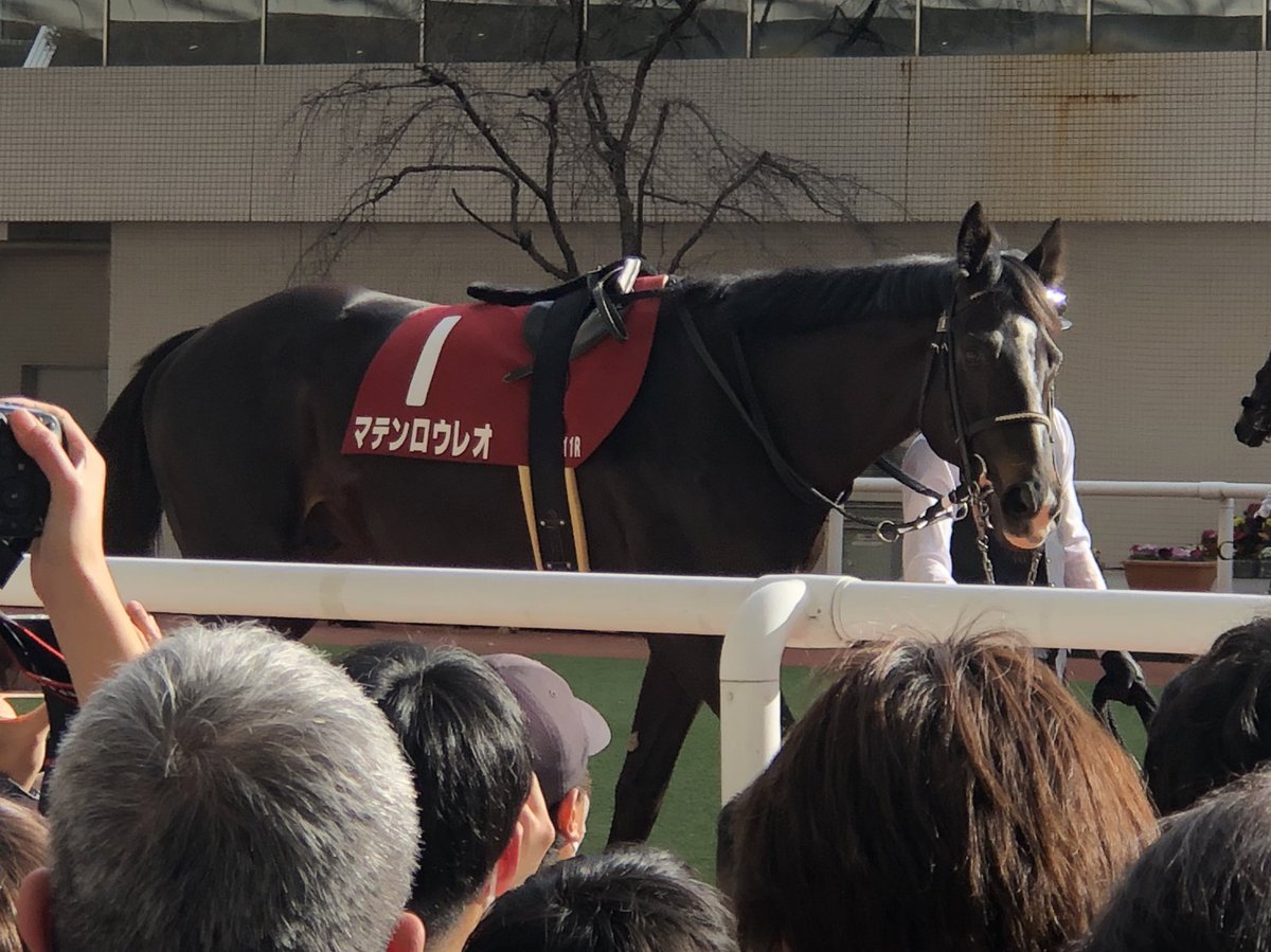 cafe_acr12424's tweet image. レオくん、ノリさん、京都記念お疲れ様でした。
レオくんとノリさんのコンビ大好きなので今日も信じてました😊
#京都記念2023 #マテンロウレオ