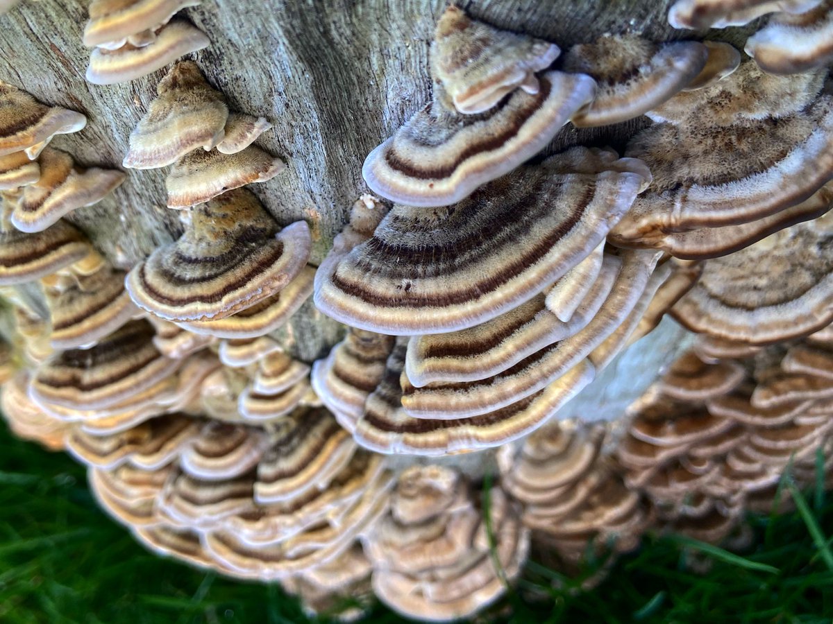 Roulett's tweet photo. Look mushrooms! #fungi #mushrooms https://t.co/kxrBtWmI8Q