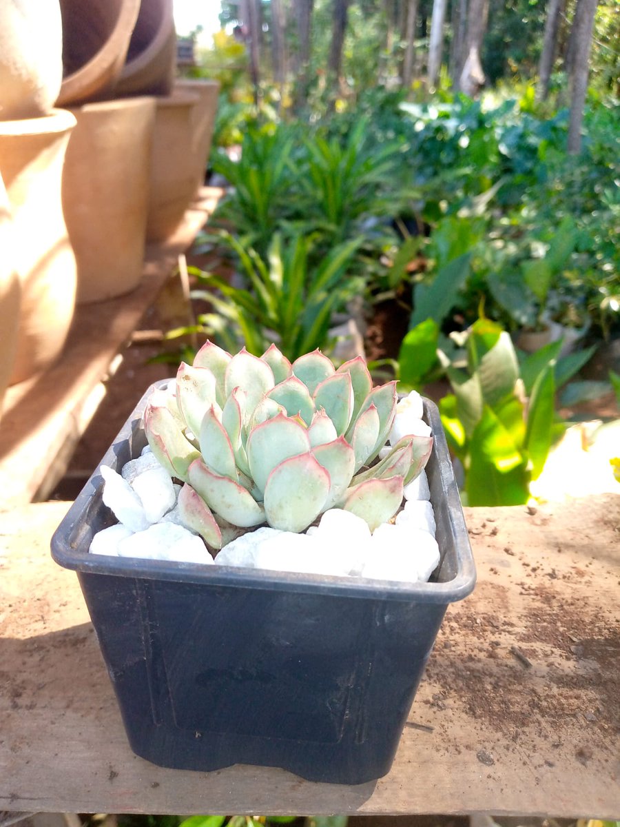 ecoscapesol's tweet photo. Supply of succulents plants.
#azziad 
#sonko #UhuruKenyatta  #pokot #RailaOdinga #jalango https://t.co/sAUwra75pf