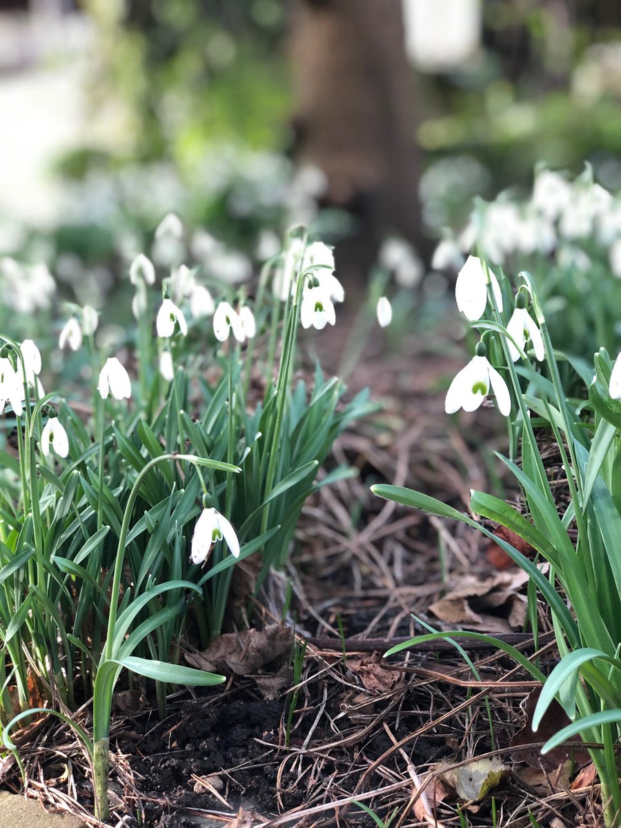SThorpeLong's tweet photo. I took this photo on this day in 2019. A glorious sign of spring approaching. https://t.co/XDUvCBiJIS