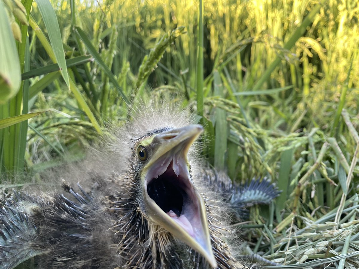Matt_HerringOz's tweet photo. Baby bittern joy just now on the outskirts of Griffith, NSW, with two gorgeous, healthy chicks 👌🏽❤️🙏 #bitternfriendlyrice https://t.co/4ewAHWSCuv
