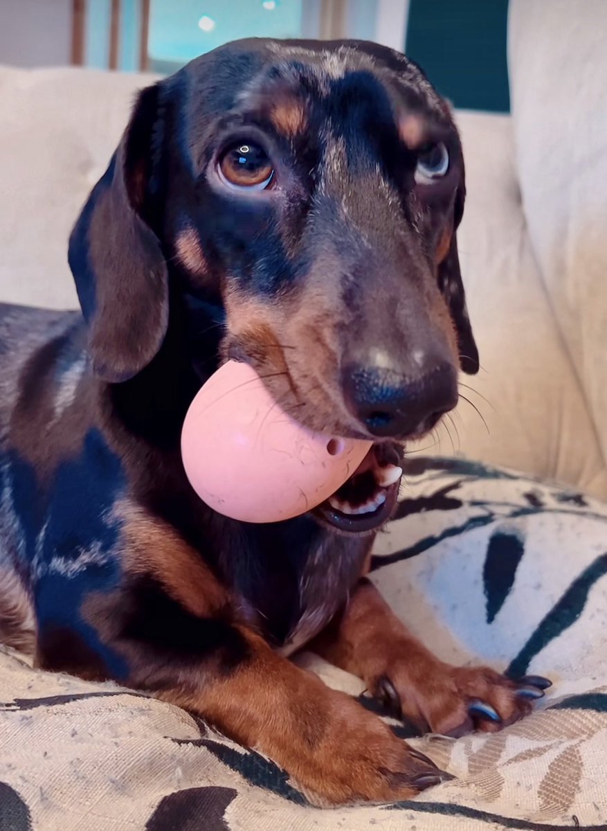 What’s your dogs fav toy? Mac just loves his squeaking egg 😂😍🐶🐾🌸 #dogtoy #dogs #SundayMorning #DogsOnTwitter #dogsoftwitter #dogsofinstagram #DogLover #RetweeetPlease #love #Sunday #cuteboy #dachshund #BRITs #dogsarefamily #dogstyle #Besties #nice #walkthedog #Trending