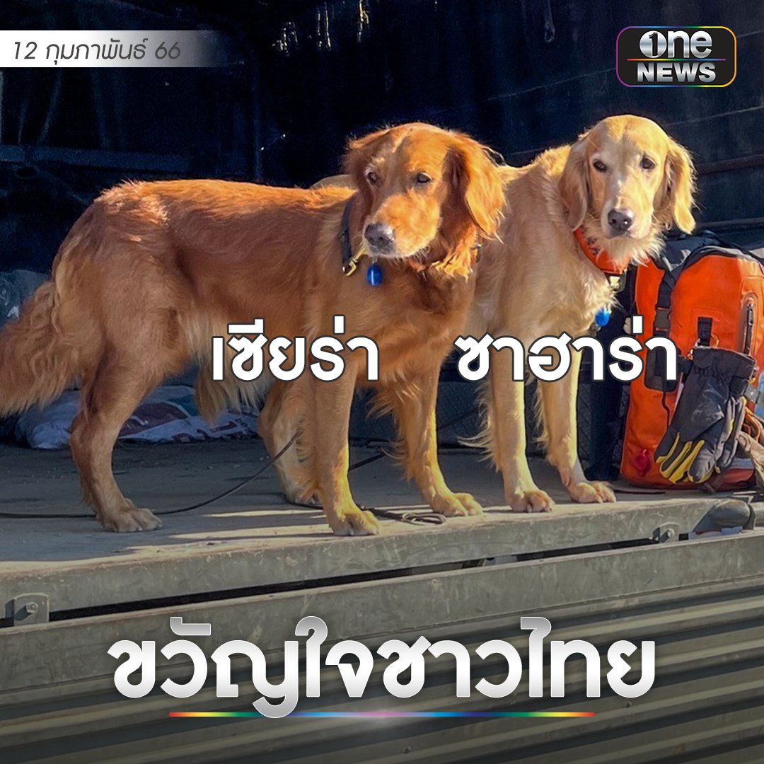 onenews31's tweet photo. มาทำความรู้จักน้อง สองสุนัขกู้ภัย K9 จากไทย ในภารกิจช่วยเหลือผู้ประสบภัยตุรกี
.
น้องตัวสีน้ำตาลอ่อน ชื่อซาฮาร่า อายุ 6 ปี เกิดวันที่ 26/10/2017 ส่วนน้องตัวสีน้ำตาลเข้ม ชื่อเซียร่าอายุ 7 ปี เกิดวันที่ 6/3/2016 ทั้งคู่เป็นสุนัขเพศเมีย สายพันธุ์โกลเด้น รีทริฟเวอร์
#สำนักข่าววันนิวส์ https://t.co/Mv5NR2eD7E