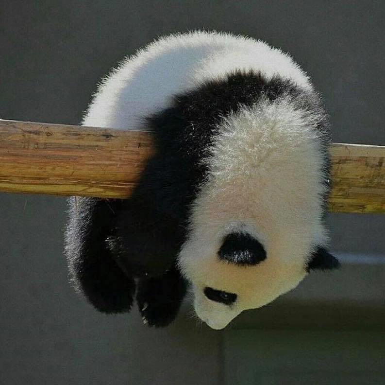 หายหัวเพราะงานสุม นอนน้อยมาเป็นอาทิตย์แล้ว กระดุมกลายเป็นแพนด้าไปละ