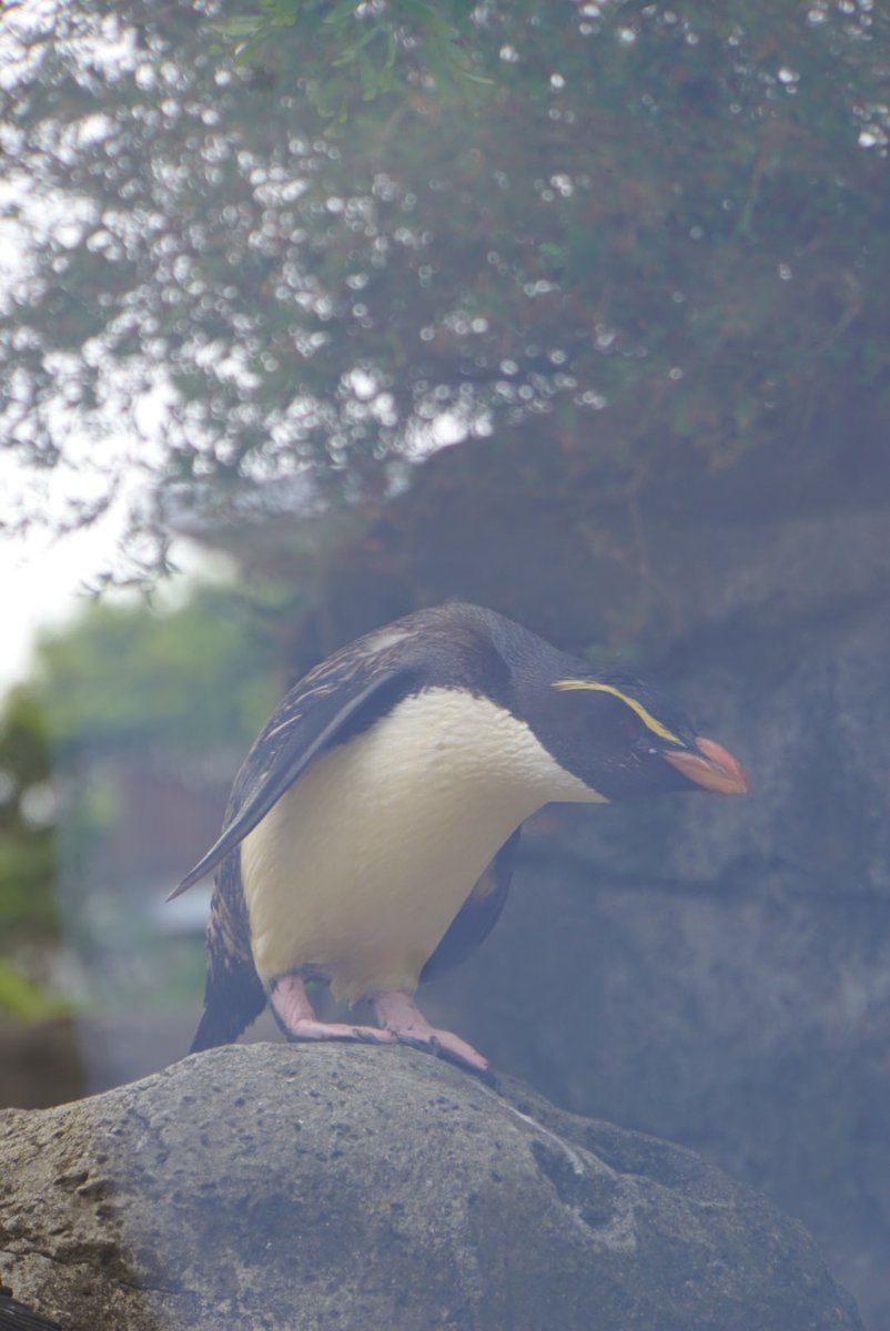 #김희진
태그 안 올려서 다시 올리는,,, 여행 가서 본 배뚠뚠이 쿼카랑 아기 미어캣 눈 뜬 코알라 다이빙 자세 하는 아가펭귄이야
언니가 항상 행복하길 바라 💙 배구해줘서 고마워 🫶