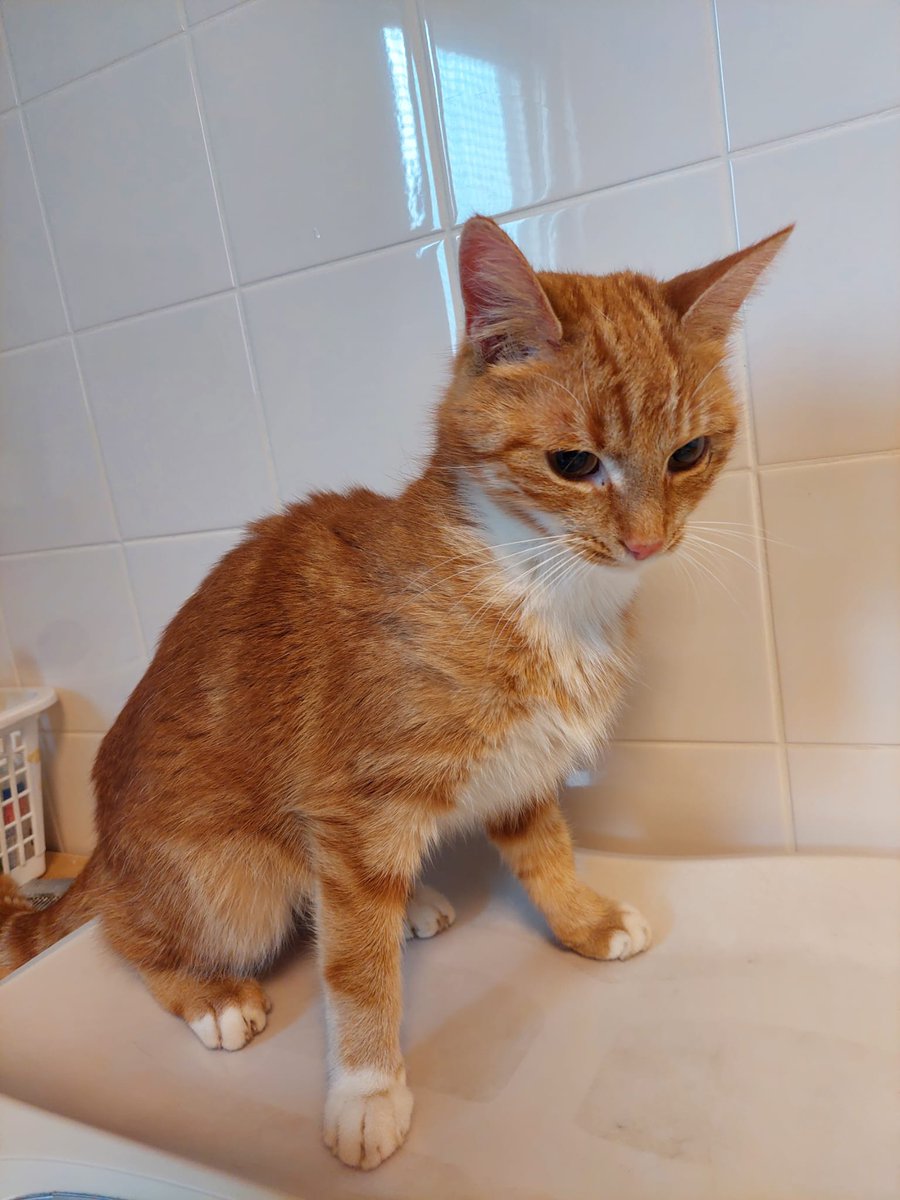 Gevonden kat, waarschijnlijk kater.
Amer #Zwolle 

Katje blijft terug komen en begint mager te worden. Geen chip gevonden.