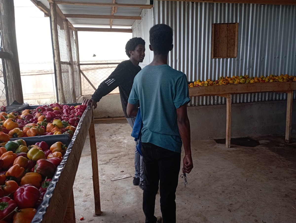 LCSolutionske's tweet photo. Upon further inquiry, we were informed by one of the #farmers that this particular crop enjoys a consistent demand, thereby ensuring stable and favorable pricing in the #markets. This has proved to be a crucial factor in their choice of crop selection. https://t.co/O1ESP6So3V