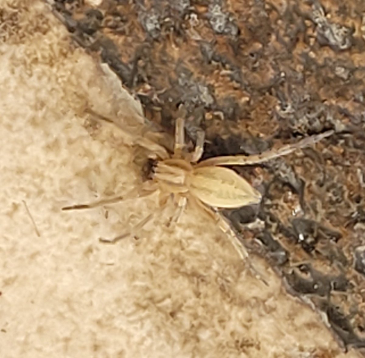 esstrellaboreal's tweet photo. Hola!!! @Arachno_Cosas seguido me encuentro con estas arañitas, la güera en casa y en la calle ¿qué especie es? 

Y la otra regularmente la veo bajo un lavadero ¿es falsa viuda? las he visto así cafecitas o con manchitas blancas, nunca con la marca roja 🙊 

Buen día!! https://t.co/ERaE752HXZ