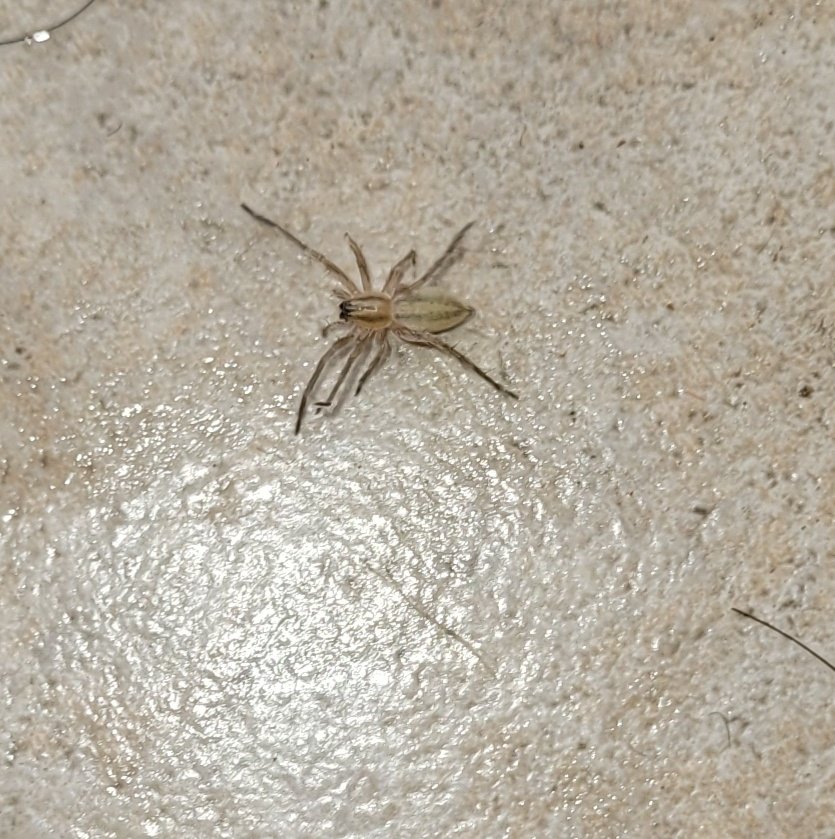esstrellaboreal's tweet photo. Hola!!! @Arachno_Cosas seguido me encuentro con estas arañitas, la güera en casa y en la calle ¿qué especie es? 

Y la otra regularmente la veo bajo un lavadero ¿es falsa viuda? las he visto así cafecitas o con manchitas blancas, nunca con la marca roja 🙊 

Buen día!! https://t.co/ERaE752HXZ