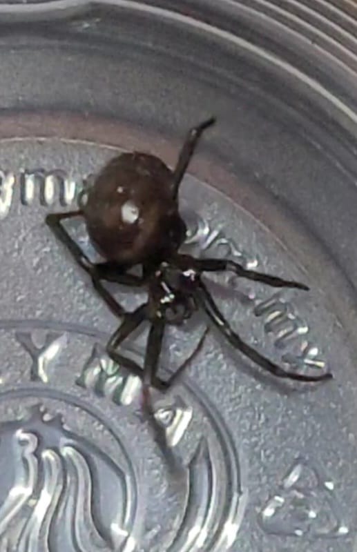 esstrellaboreal's tweet photo. Hola!!! @Arachno_Cosas seguido me encuentro con estas arañitas, la güera en casa y en la calle ¿qué especie es? 

Y la otra regularmente la veo bajo un lavadero ¿es falsa viuda? las he visto así cafecitas o con manchitas blancas, nunca con la marca roja 🙊 

Buen día!! https://t.co/ERaE752HXZ