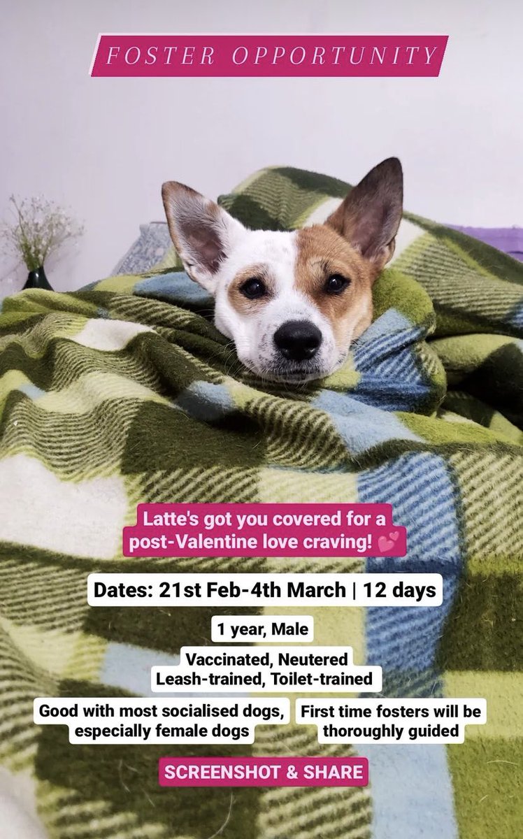 GitanjaliDas89's tweet photo. #Delhi #DelhiNCR Can anyone please foster adorable Latte for these dates? Pls know if possible, also PLEASE RT ❤️ #India #fosterappeal #fosterme https://t.co/LbPu1VdiJ0