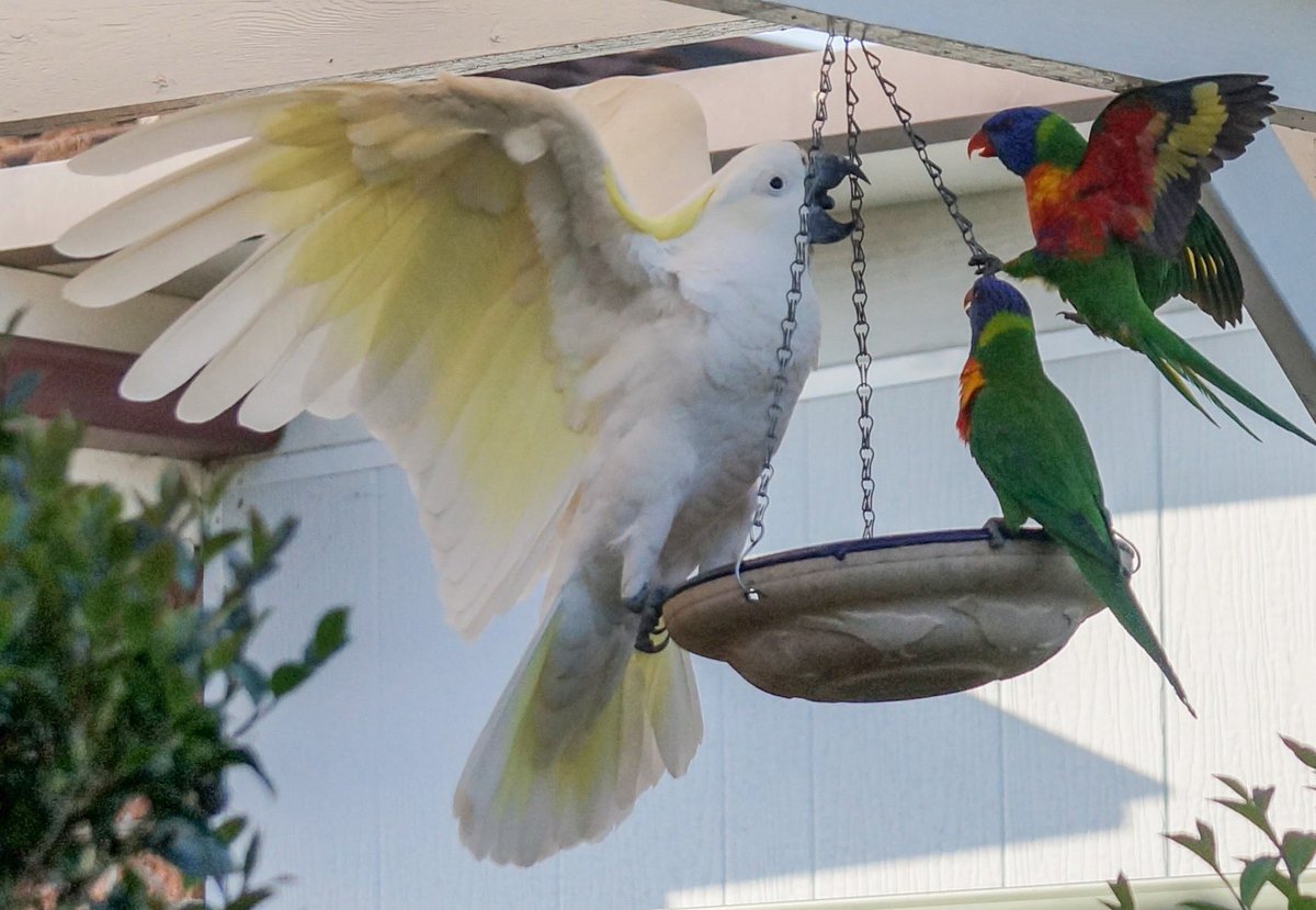 “Out of my way you rainbow squeaky toy, these are my seeds!”
Do you see different bird species “fighting”? Please report these behaviours using the <a href="/BigCityBirds1/">@BigCityBirds</a> app or website 😉

Thanks Lyn F. for sharing this photo &amp; story with <a href="/UrbanFieldNats/">The Urban Field Naturalist Project</a> project urbanfieldnaturalist.org/stories/not-re…