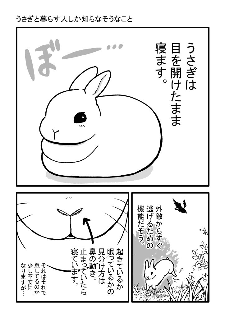 うさぎと暮らす人しか知らなそうなことを描いてみました。

#うさぎのいる暮らし 