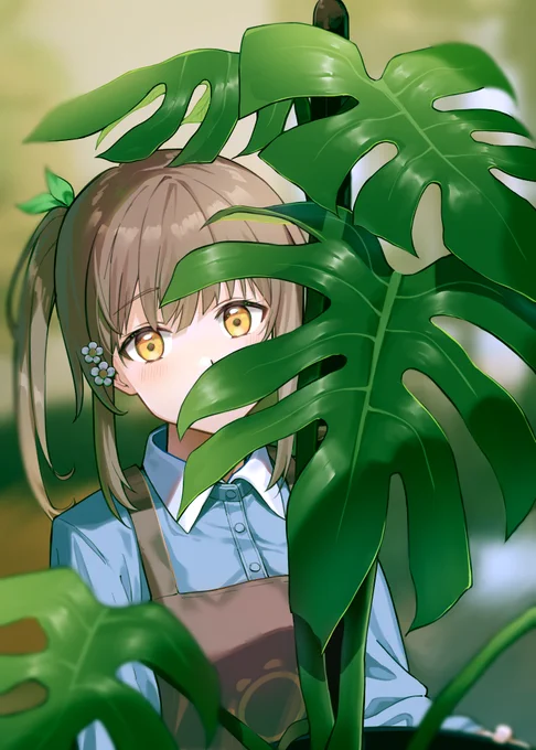 モンステラの切れ目から 