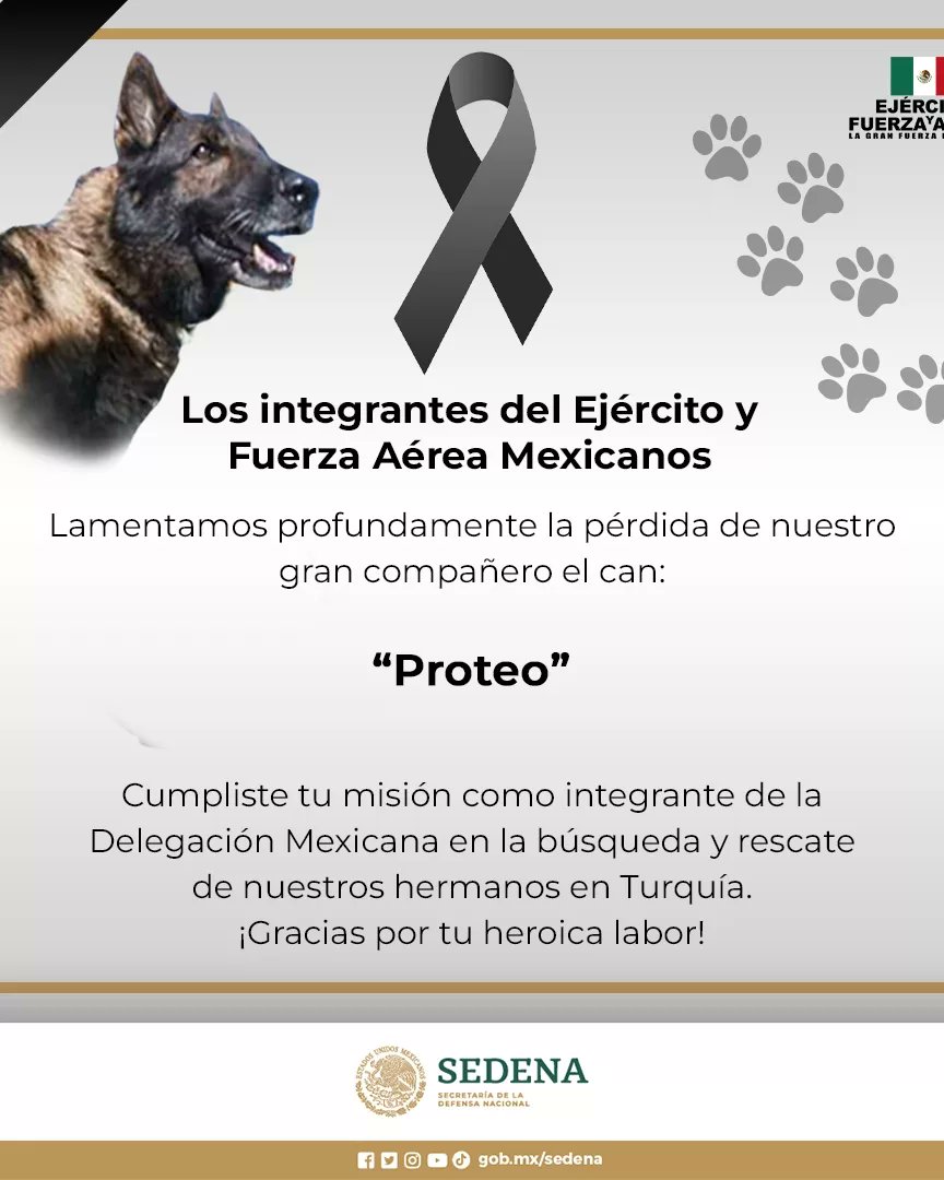 NOESISmx's tweet photo. #Urgente | Fallece Proteo, perrito rescatista mexicano que participaba en labores de búsqueda y rescate en Turquía. "Has cumplido la misión, sólo me queda agradecerte", menciona su manejador al heróico can. 😭

#Turquia #Esperanza #Lomitos #FuerzaTurquia https://t.co/iBSyLPnGCM